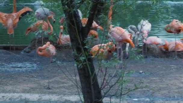Troupeau de flamants roses propres et reposant sur le rivage. Un oiseau marche 