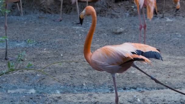 Pembe flamingo uzanır ve kanatlarını sürüleri etrafında yayılır — Stok video