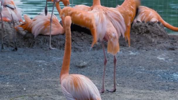 Pink flamingo standing near his flock — Stock Video