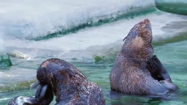 Deux phoques sont nettoyés et la queue rayée dans l'eau près du rivage — Video