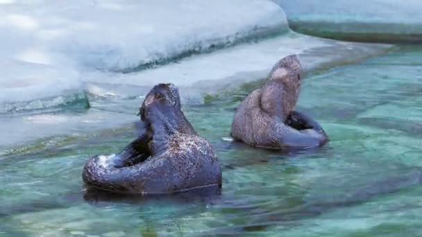 Два тюленя очищаются и царапают хвост в воде недалеко от берега — стоковое видео