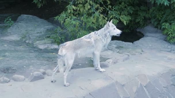 White north wolf howling near human house — Stock Video