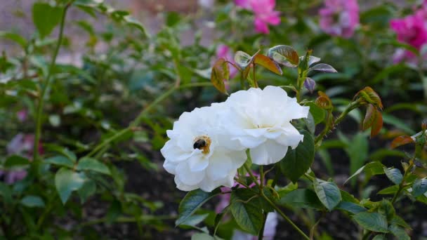 Bee op witte bloem verzamelt honing apple nectar. Close-up — Stockvideo