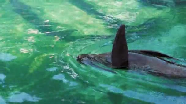 Меховые тюлени плавают, крутятся и играют в воде у берега — стоковое видео