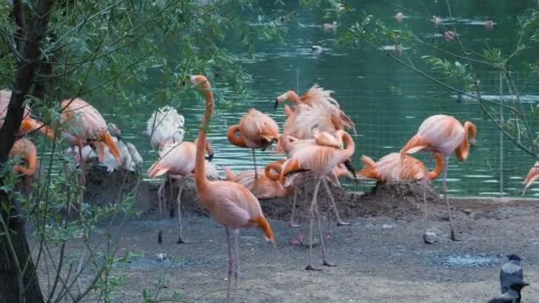 Un troupeau de flamants roses propres et reposant sur le rivage 