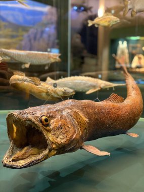 Dudinka Bölge Müzesi. Müze sergileri.