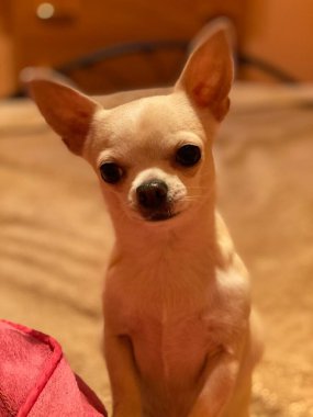 Chihuahua köpeği Oleander. Bir insan dostu. Büyük kulaklar, güzel..