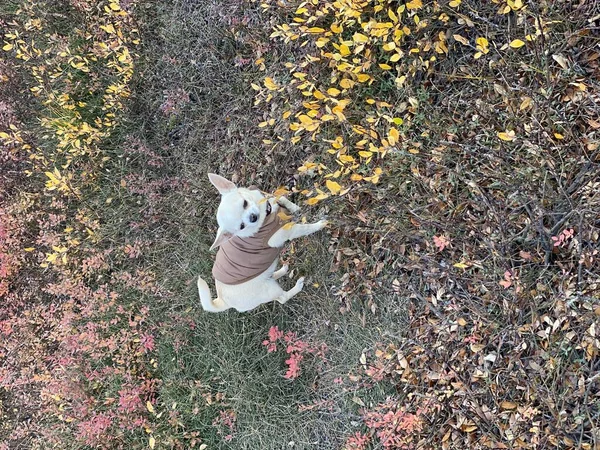 Cão Chihuahua Oleander Andar Livre Lazer — Fotografia de Stock