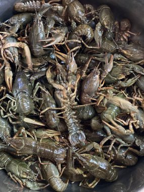 Yakın zamanda yakalanan kerevit.