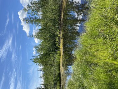Yazın Taimyr 'de doğa. Uzak Kuzey. Norilsk şehri. Tundrada göl.