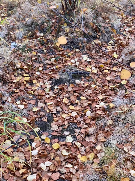 Осенняя Природа Тундре Таймырского Полуострова Падшие Листья — стоковое фото