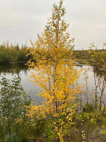 Natura Dalekiej Północy Półwyspu Taimyr Krzewy Jesienią — Zdjęcie stockowe