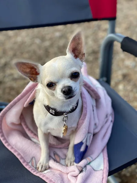 Chihuahua Dog Oleander Walk Outdoors Leisure — Stock Photo, Image