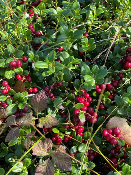 Gifts Tundra Lingonberry Nature Taimyr Peninsula Far North — Stock Photo, Image
