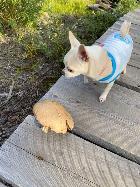Chihuahua Hündin Oleandra Fand Einen Pilz Wandern Der Tundra Hohen — Stockfoto