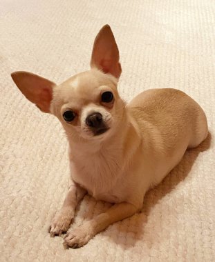 Oleandra adında bir Chihuahua köpeği..