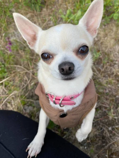 Ein Chihuahua Hund Namens Oleander — Stockfoto