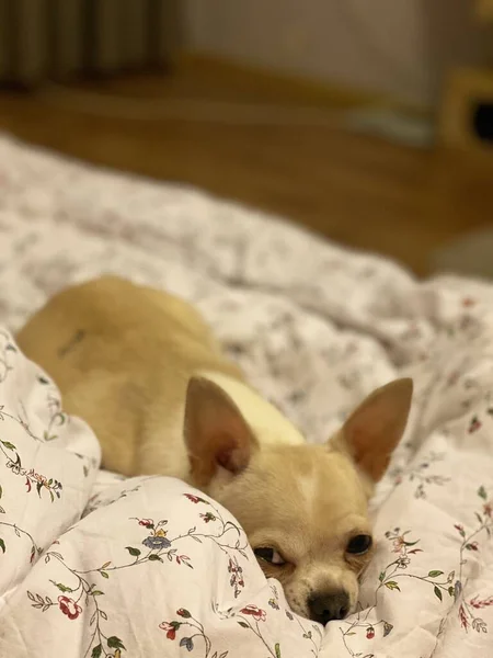 Perro Chihuahua Llamado Oleandra — Foto de Stock
