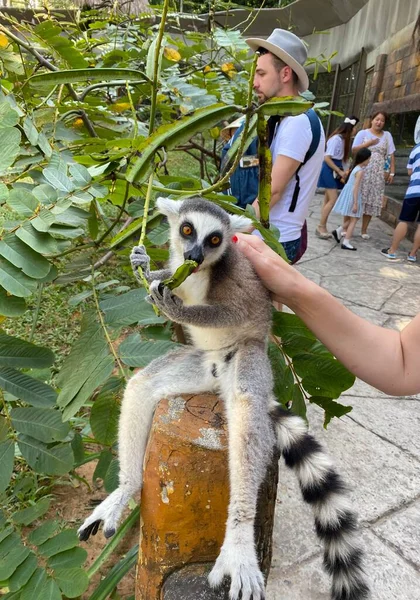 Wietnamska Wyspa Phu Quoc Park Safari Ptaszarnia Lemury — Zdjęcie stockowe