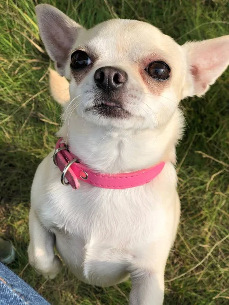 Chihuahua Pies Imieniu Oleandra — Zdjęcie stockowe