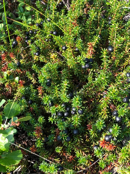 Gifts Tundra Juicy Shiksha Berries — Stock Photo, Image