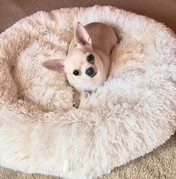 Chihuahua Dog Named Oleandra — Stock Photo, Image