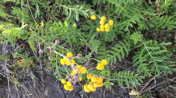 Gelbe Blumen Blühen Der Tundra Hohen Norden — Stockfoto