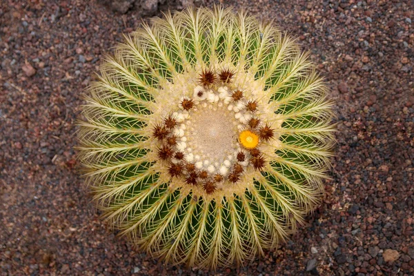 Grosse Boule Cactus Avec Fleur — Photo