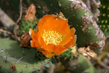 Çöldeki Yeşil Kaktüsün üzerindeki Turuncu Çiçek