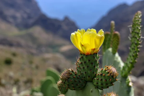 Fleurs de cactus orange en fleurs dans le parc ANaga - Tenerife — Photo