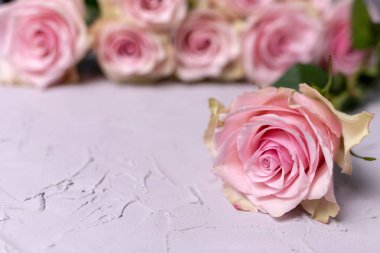 Gri arka planda narin pembe bir gül. Çok güzel bir çiçek. Sevgililer Günü tebrik kartı..