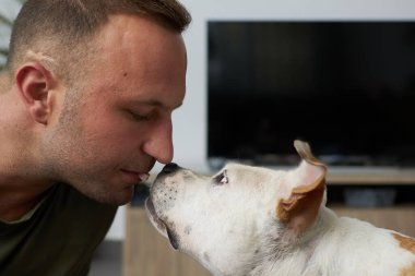 Kahverengi ve beyaz Amerikan personeli teriyer köpeği olan bir adam evinde ağzıyla ödül veriyor.