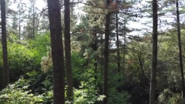 Ormandaki ağaçların arasından geriye doğru bak.