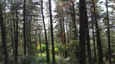 Ormandaki ağaçların arasından geriye doğru bak.