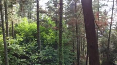 Ormandaki ağaçların arasından geriye doğru bak.