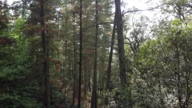 Ormandaki ağaçların arasından geriye doğru bak.