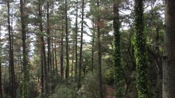 Vista Através Árvores Uma Floresta Drone Para Trás — Vídeo de Stock