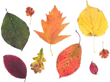 Renkli sonbahar yaprakları. Birçok ağaçtan seçilen sarı, turuncu, kırmızı, mor ve yeşil yapraklar