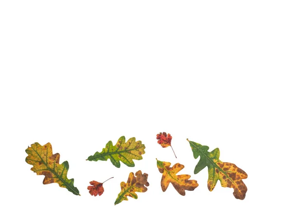 Цветные Осенние Листья Отбор Изолированных Дуба Боярышника Опавшие Листья Многих — стоковое фото
