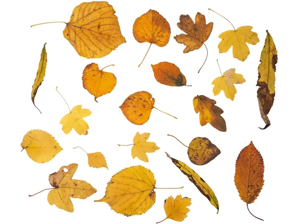Folhas Outono Coloridas Seleção Isolado Dourado Caído Folhas Muitas Árvores — Fotografia de Stock