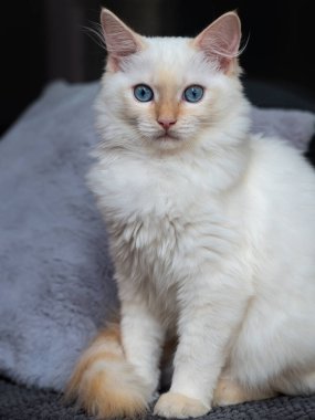 Yumuşak kırmızı ve krem rengi bez bebek kedi yavrusu mavi gözleriyle bakıyor. Ceket tipi aynı zamanda alev noktası olarak da bilinir.
