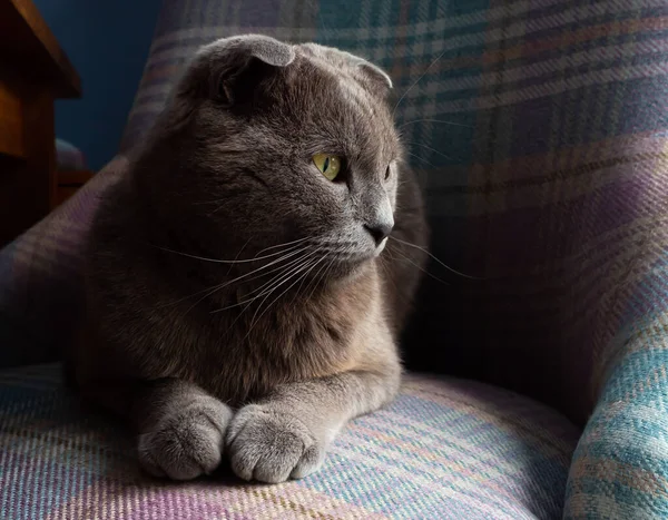 在一个阴郁的日子里 一只灰色的苏格兰折叠式家养猫坐在一张粉色和蓝色面料的椅子上 朝窗户望去 — 图库照片