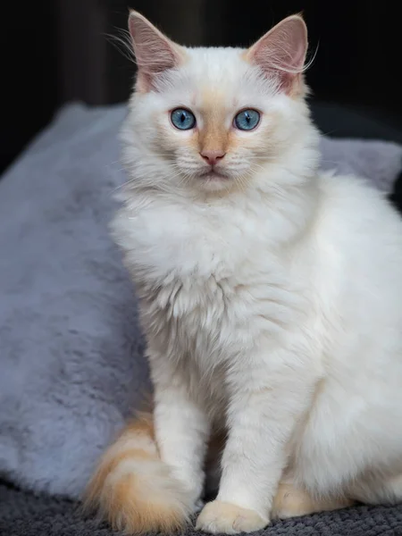 Yumuşak kırmızı ve krem rengi bez bebek kedi yavrusu mavi gözleriyle bakıyor. Ceket tipi aynı zamanda alev noktası olarak da bilinir.