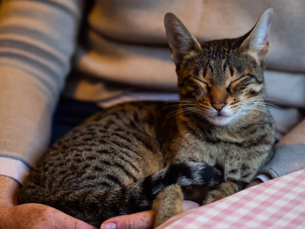 Savannah kedi portresi. Kısa benekli palto desenli kedi sahibinin kucağında kıvrılıp rahatladı.