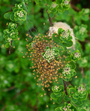 Araneus Diadematus örümcekleri kümesi, bilinen adıyla Bahçe Örümceği kümesi, şekillenip dağılmaya hazır olana kadar bir araya gelirler.