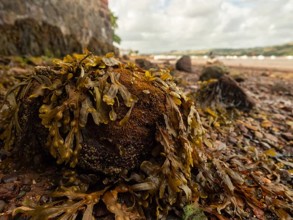 Dalgalar çekildiğinde gelgit halindeki deniz yosunlarıyla kaplı taşlar. River Teign, Shaldon, Devon, İngiltere