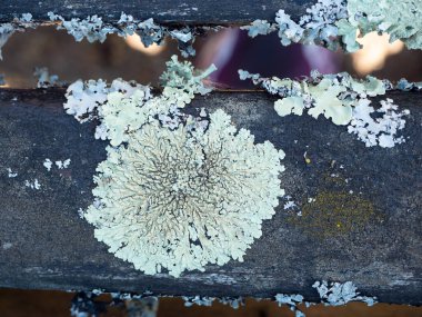 Lichen attached to wooden bench