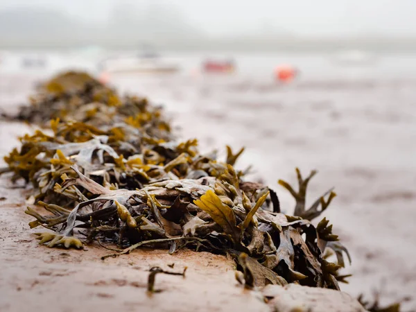 Seaweed clings to a concrete wall at low tide on the estuary