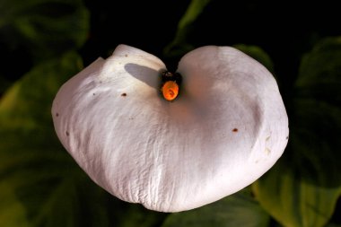 Bir çiçek koyunun üst manzarası.