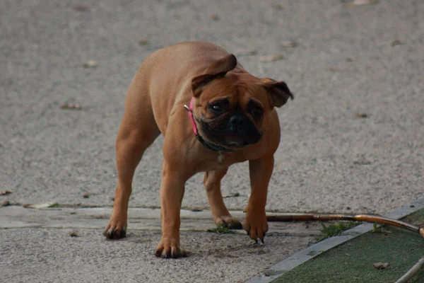 Pug Dog Jugando Parque —  Fotos de Stock